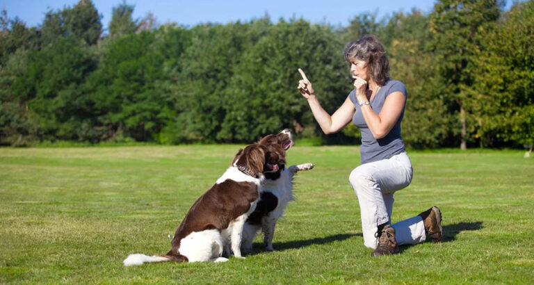 Training with the Dog Whistle: Guide to Successful Recall