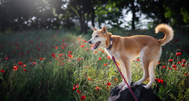 Dog is Allergic to Pollen – Measures That Help