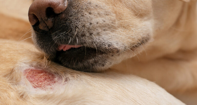 Dog licking wound – why does he do that?