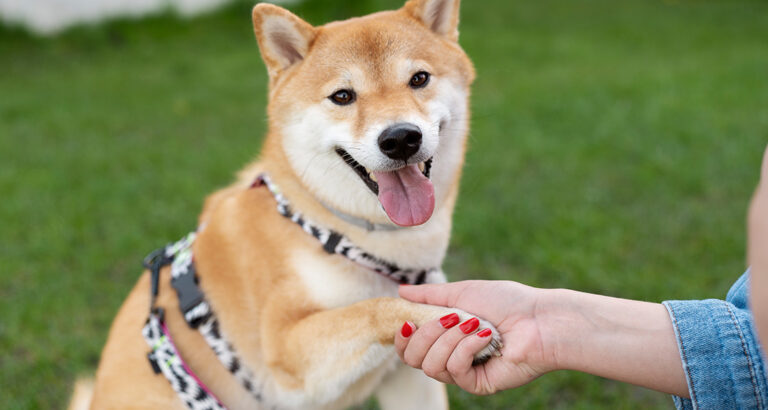 Teaching Your Dog to Shake Paws: How to Do It