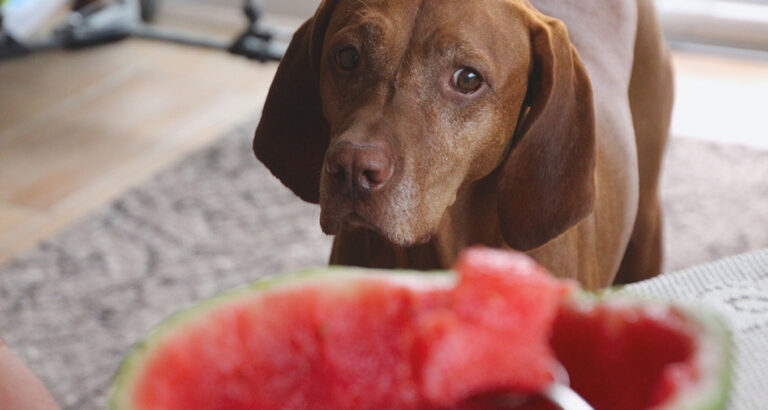 Can Dogs Eat Watermelon?