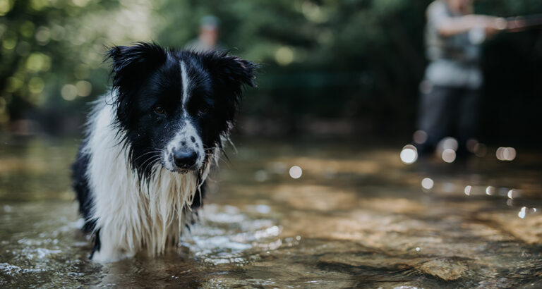 Dogs and Blue-Green Algae – the Poisoning Risk During Water Fun