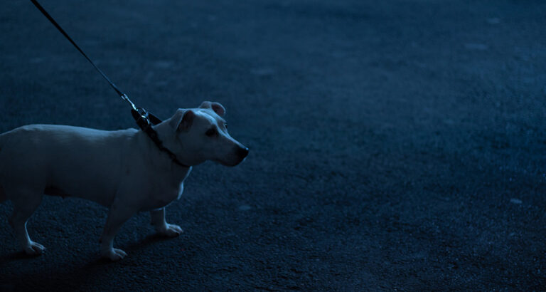 Dogs in the Dark – Safety During Walks