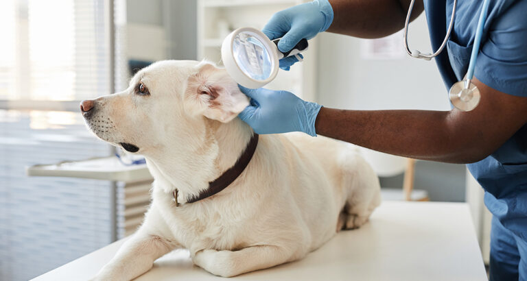 Ear Hematoma in Dogs – Causes, Symptoms and Treatment