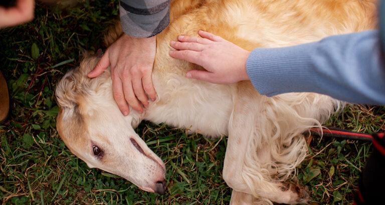 Epilepsy in Dogs: A Complex Medical Condition