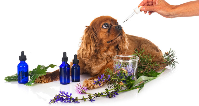 Which Essential Oils Are Good for Dogs?