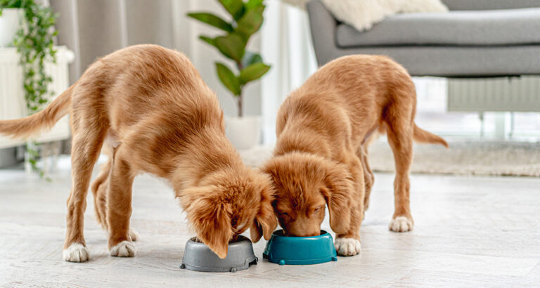 Feeding Calculator for Your Dog: How to Feed the Right Amount!