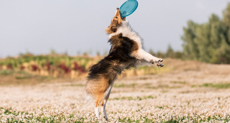 Fetching for Dogs – Step-by-Step Guide