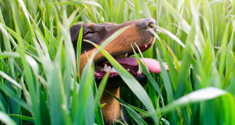 Grass mites in dogs – Alleviating and preventing itching