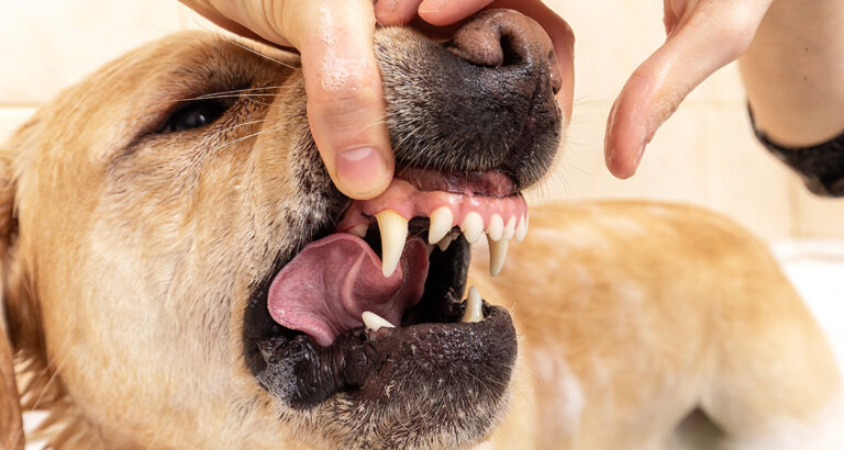 Gum Inflammation in Dogs – Recognizing and Treating Properly