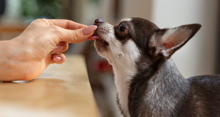 Hand Feeding: Stress for the Dog?