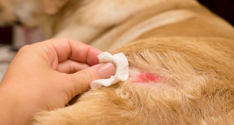 Hot Spots in Dogs – Causes, Treatment, and Prevention