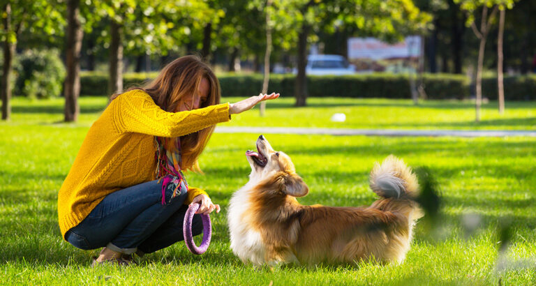 How Your Dog Better Understands Commands: 5 Tips