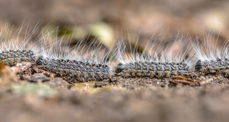 How dangerous are oak processionary caterpillars for dogs?