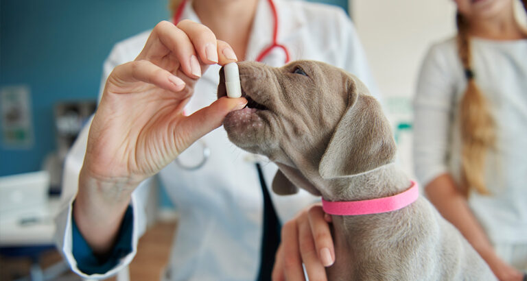 How to Administer Medication to Your Dog