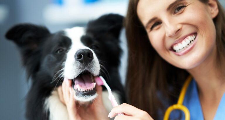 How to Deal with Bad Breath in Dogs? Causes & Tips