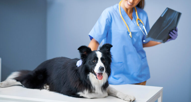 How to Examine Your Dog at Home & Recognize Diseases