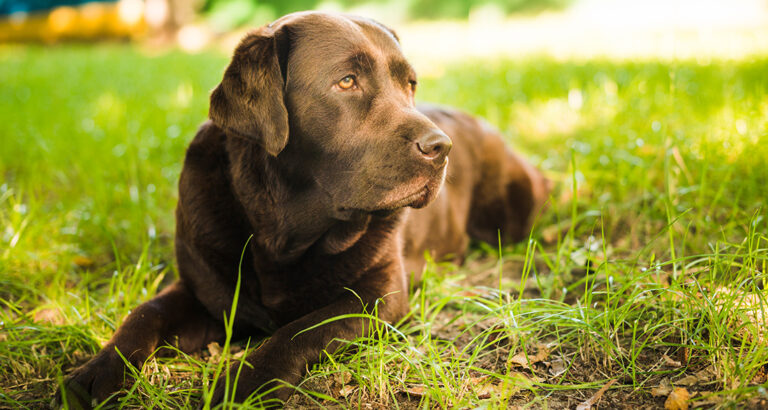 How to Recognize and Properly Treat Intestinal Blockage in Dogs