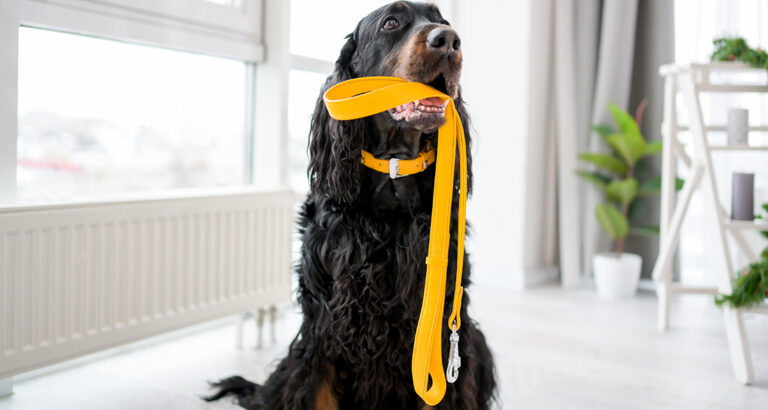 How to Teach Your Dog the “Bring the Leash” Trick