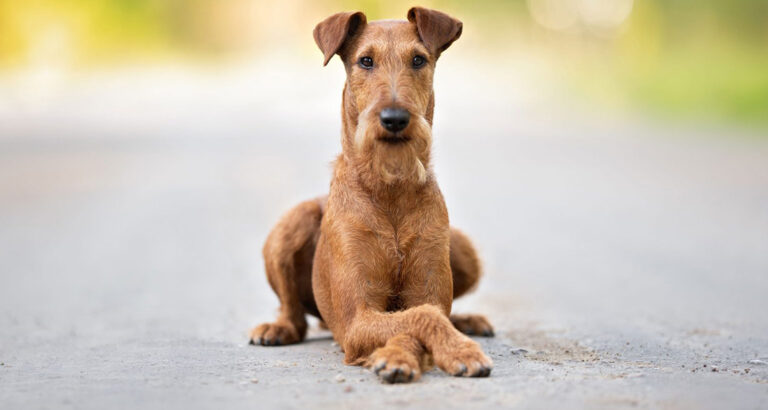 How to Teach Your Dog the “Cross Paws” Trick