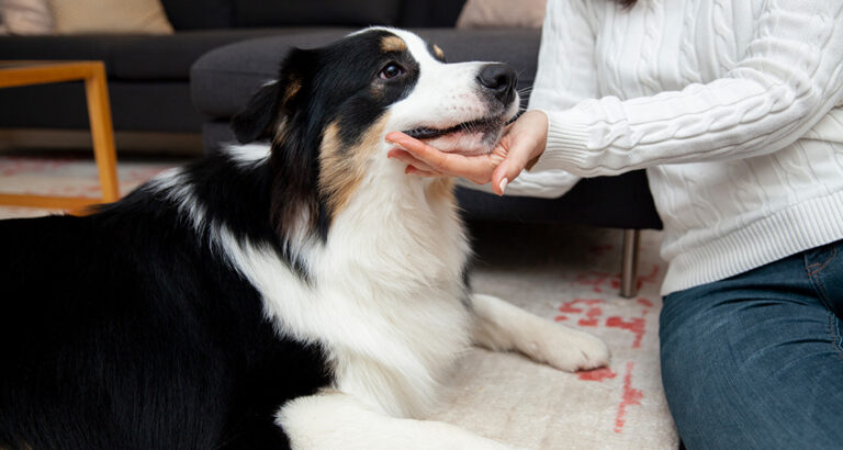 How to Teach Your Dog the “Rest Head” Trick