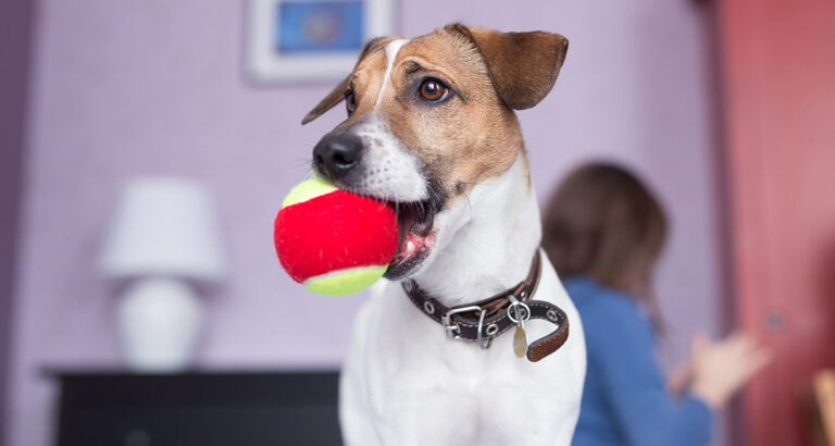 How to Train Your Dog to “Clean Up”