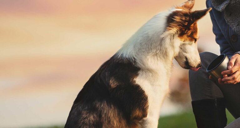 How to Train Your Dog to Drink From a Cup