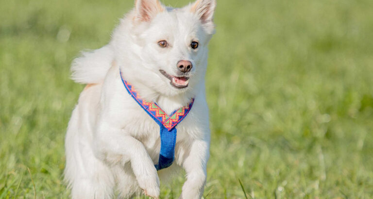 How to Train Your Dog to Put on a Harness