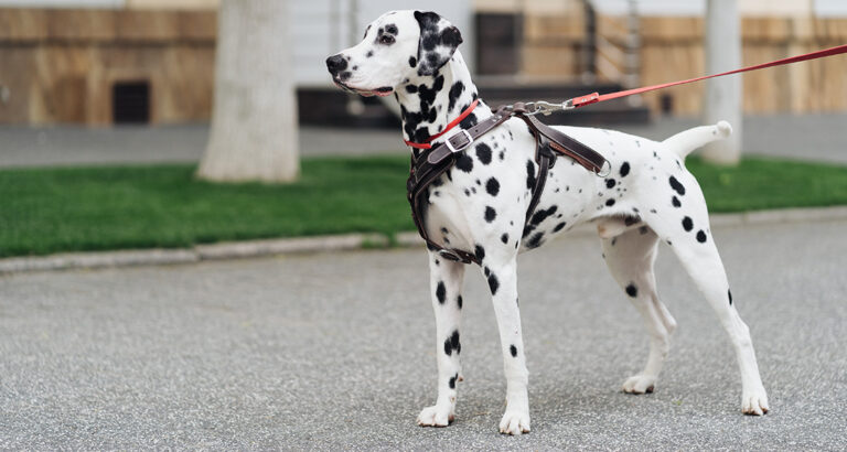 How to Train Your Dog to Walk sideways