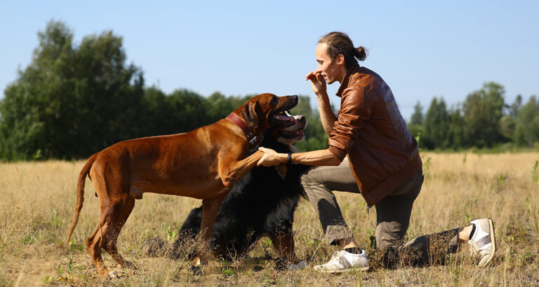 Human and Dog – What Are the Biggest Misconceptions in Dog Ownership?