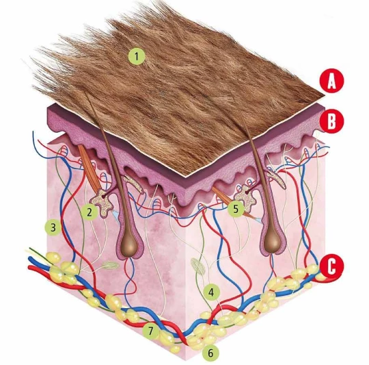 Skin Diseases in Dogs