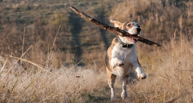 Hunting Instinct in Dogs: Anti-Hunting Training & More