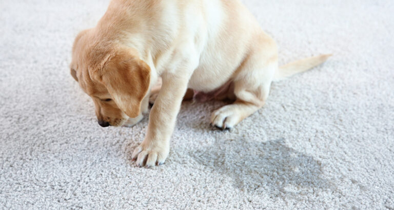 Incontinence in Dogs