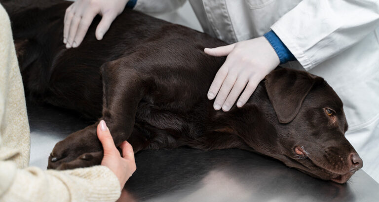 Intervertebral Disc Herniation in Dogs: Key Points Overview