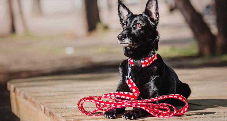 Leash Training with Your Dog: Here’s How!