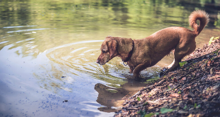 What is Leptospirosis in Dogs?