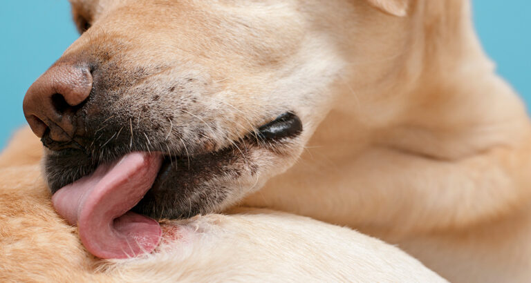 Recognizing and Treating Lick Dermatitis in Dogs