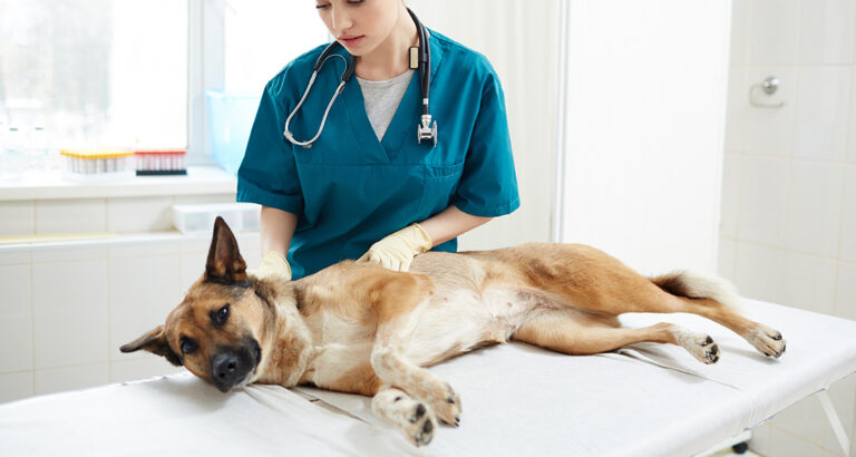 Liver Diseases in Dogs: Symptoms & Treatment