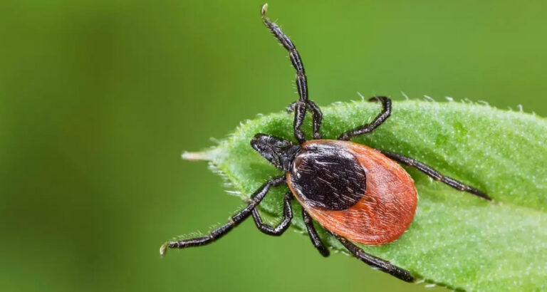 Lyme Disease in Dogs: Symptoms, Treatment & Vaccination