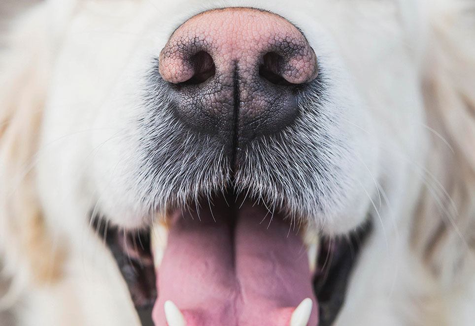 Sunburn in dogs