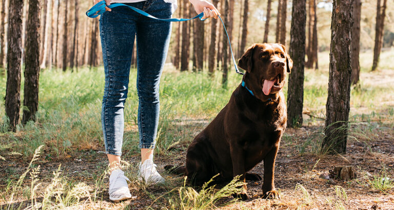 Mantrailing – Natural Engagement for Dogs