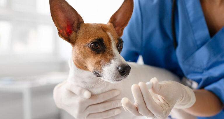 Metronidazole for Dogs: Dosage, Side Effects & Application