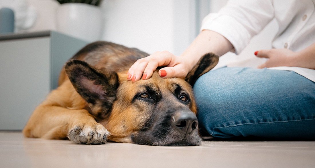 My Dog is Dying: When Should I Euthanize Him?