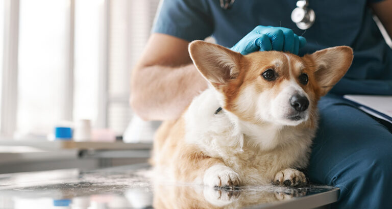 Neutering Dogs: When is the Right Time?