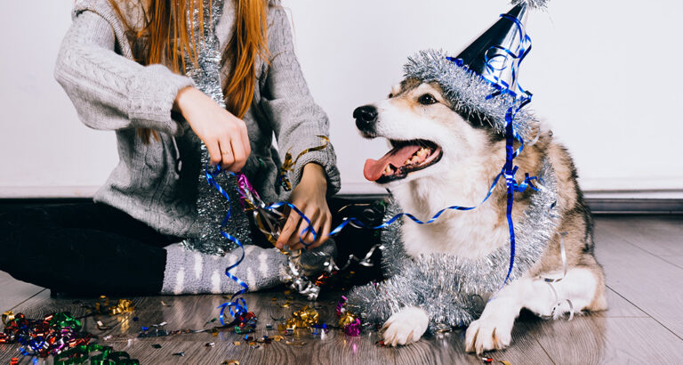 New Year’s Eve with a Dog: How to Avoid Stress and Panic