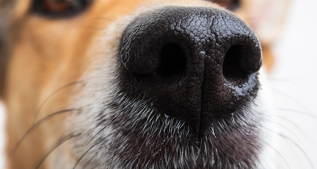 Nose work: This is how your dog learns to indicate