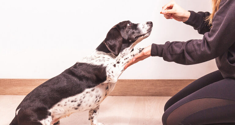 Obedience Training with Your Dog: Exercises and Tips