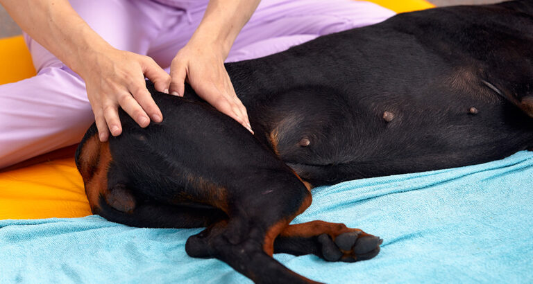 Osteoarthritis in Dogs: Recognizing, Treating & Preventing