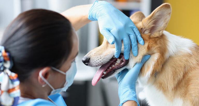 What is Periodontitis in Dogs?