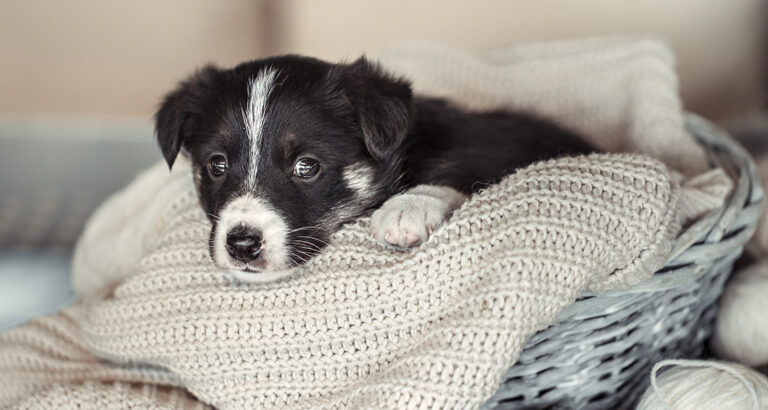 Practicing Leaving Puppies Alone – Here’s How